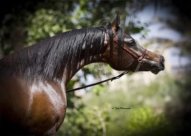 محطة الزهراء لتربية الخيول العربية تستعد بقوة لمهرجان مصر القومى لجمال الخيول