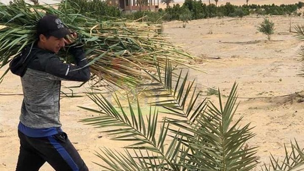 اسلام سعيد في مزرعة