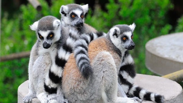 حيوان الليمور